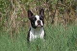 BOSTON TERRIER 167